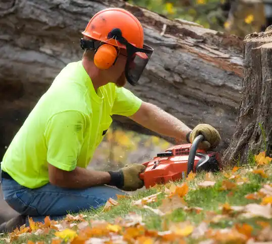 tree services Tuckerton